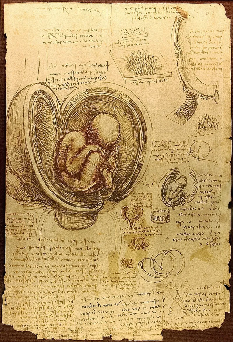 Dissections interdites et révélations artistiques : les études anatomiques de Léonard au service du beau
